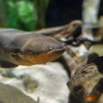 درخت کریسمس نورانی با مارماهی برقی Electric-Eel-3-scaled-1